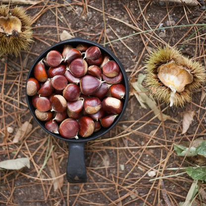 Chestnuts roasting in a Kupilka Bowl, perfect for outdoor adventures in country clothing