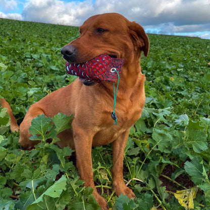 Brown dog with Sporting Saint Flight Dummy toy in field, ready for fun!